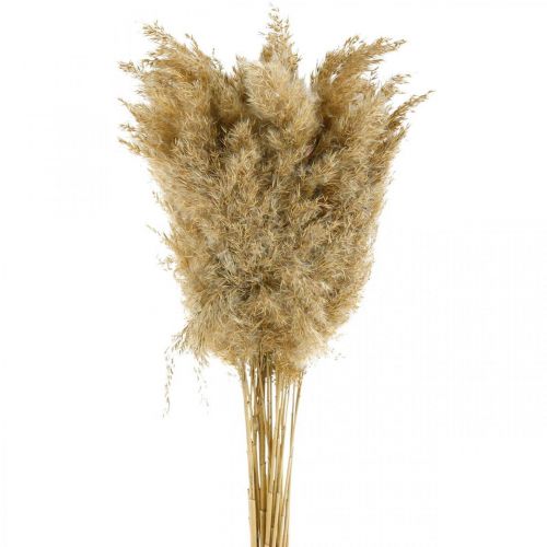 Floristik24 Pampa fű szárított natúr száraz dekoráció 65cm 20 db kötegben