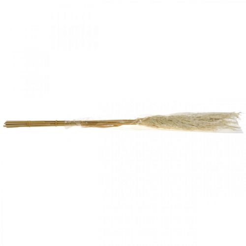 Floristik24 Szárított pampa fű, fehérített 75 cm száraz csokorhoz 10 db-os köteg