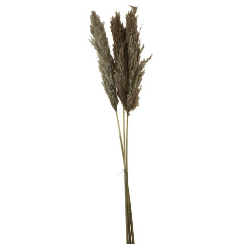 Floristik24 Pampa fű szárított dekoratív száraz fű natúr 95cm 3db