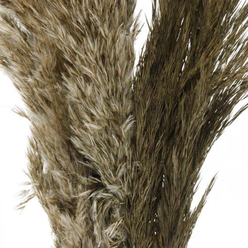 Pampa fű szárított natúr száraz fű fürt 70-75cm 6db
