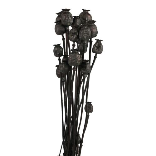 Floristik24 Szárított virágok mák kapszula szárított Black Papaver 80g
