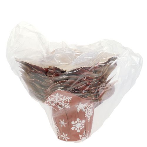 Floristik24 Hópelyhes papíredények piros, fehér Ø7cm 12db