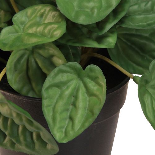 tételeket Peperomia Green Twist - Robusztus, dekoratív szobanövény 20 cm-es cserépben