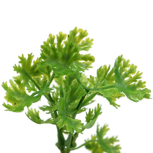 Floristik24 Petrezselyem műzöld 26cm 3db