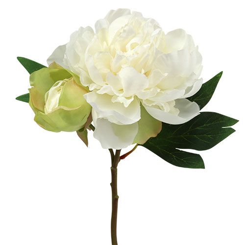 Floristik24 Bimbófehér pünkösdi rózsa L30cm 2db