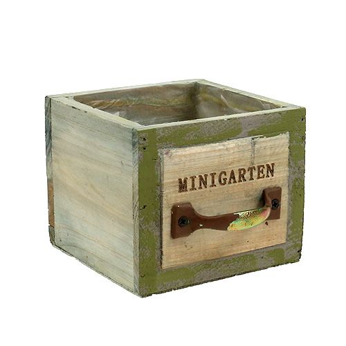 Floristik24 Fiókfa ültetése 11,5 cm x 11 cm