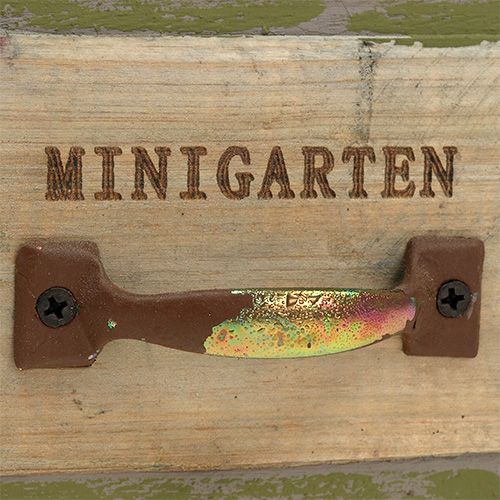 Floristik24 Fiókfa ültetése 11,5 cm x 11 cm