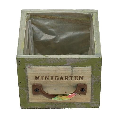 Floristik24 Fiókfa ültetése 11,5 cm x 11 cm