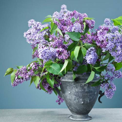 Floristik24 Ültetőkancsó Vintage Ø20cm H35cm