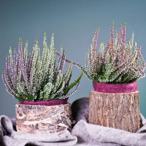 Floristik24 Ültető kerek nyírfa cserép Ø17/23cm 2db