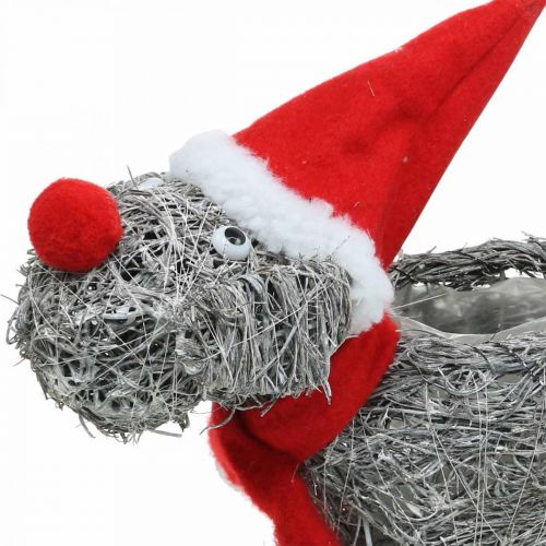 Floristik24 Ültető kutya, karácsonyi dekoráció, növénykosár, Advent H30cm L29,5cm