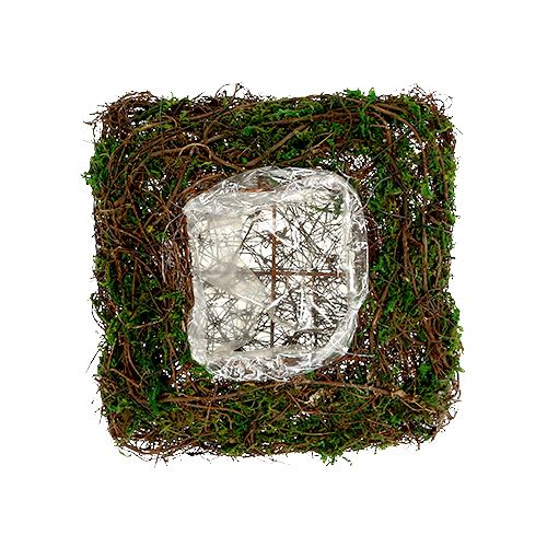 Floristik24 Növénypárna szőlő, moha 22cm x 22cm H7,5cm