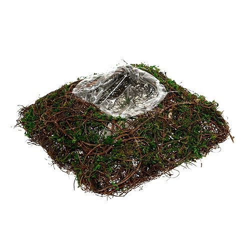 Floristik24 Növénypárna szőlő, moha 22cm x 22cm H7,5cm