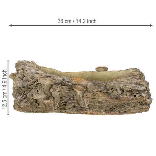 tételeket Ültetvény öntvény kő fatörzs gombákkal 36×18×12,5cm