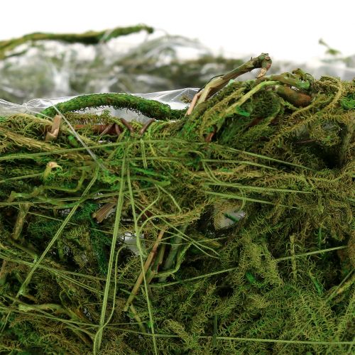 Floristik24 Ültetőtál mohával Ø16cm H9cm - 10cm zöld 3db