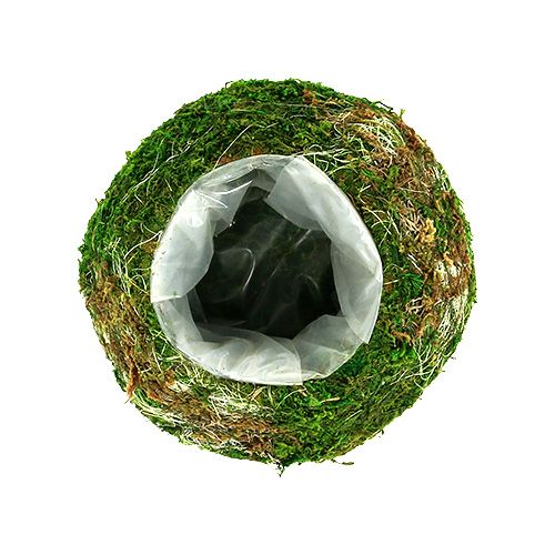 Floristik24 Növénytál moha tál Ø18cm 2db