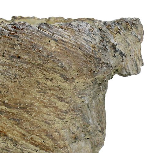 Floristik24 Cserepes fa törzse Ø11,5cm H14cm 2db