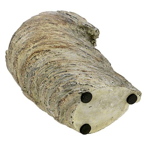 Floristik24 Cserepes fa törzse Ø11,5cm H14cm 2db