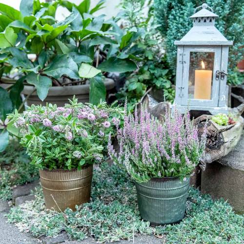 Floristik24 Csere narancs, barna, zöld Ø15cm H14cm 3 db-os készlet