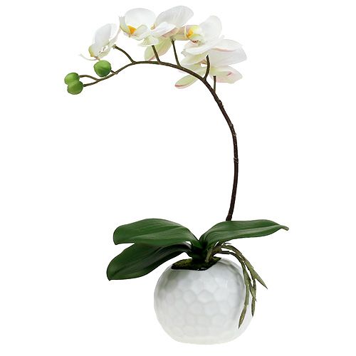 Phalaenopsis krém kerámia edényben 33cm