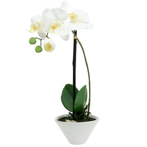 Floristik24 Phalaenopsis fehér tál virágdíszben H38cm