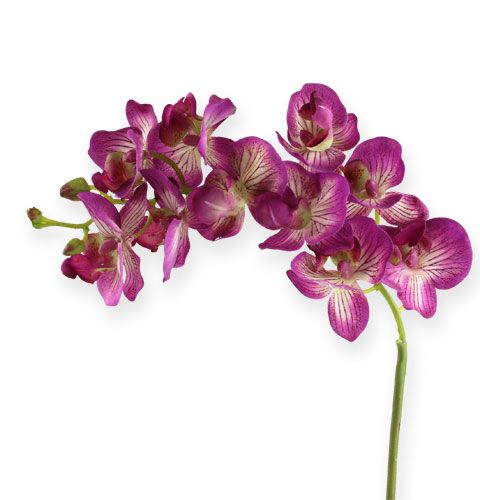 Floristik24 Orchidea Phalaenopsis Lila-krém 62cm