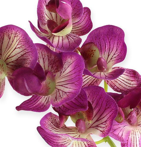 tételeket Orchidea Phalaenopsis Lila-krém 62cm