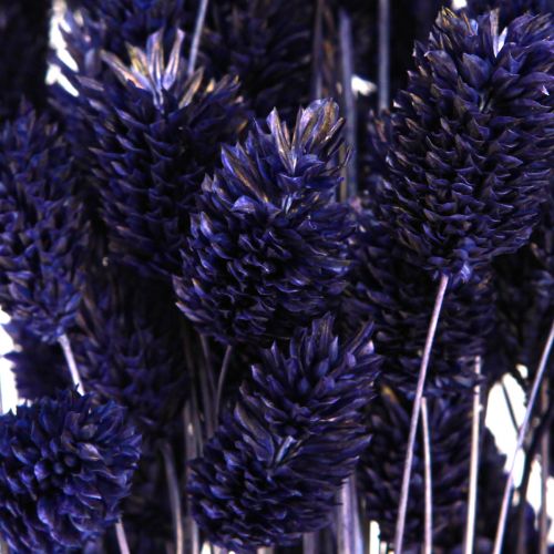 tételeket Phalaris Violet szárított díszfű 50-55cm 100g