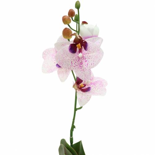 tételeket Mesterséges orchidea Phaleanopsis fehér, lila 43cm