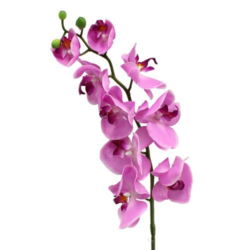 Floristik24 Orchidea Phalaenopsis Pink 77cm