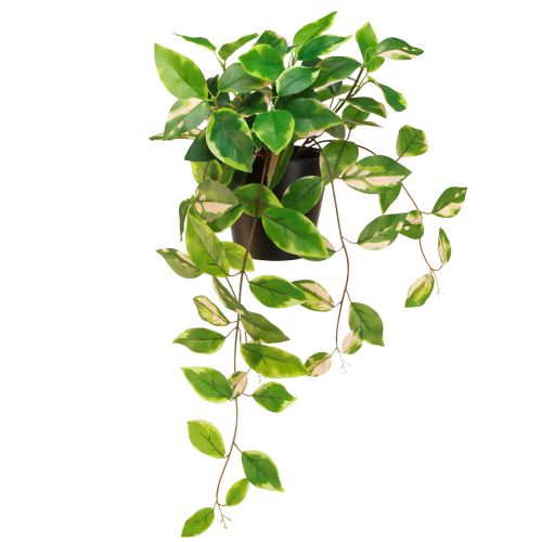 Floristik24 Philodendron Scindapsus fazékkal, könnyen kezelhető - ideális irodai és otthoni használatra 32cm