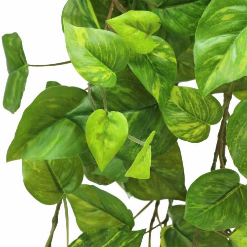 tételeket Philodendron akasztó 80cm