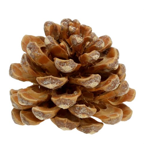 tételeket Fenyőtoboz Pinus Pinea toboz krém vegyes 5-18cm 25db