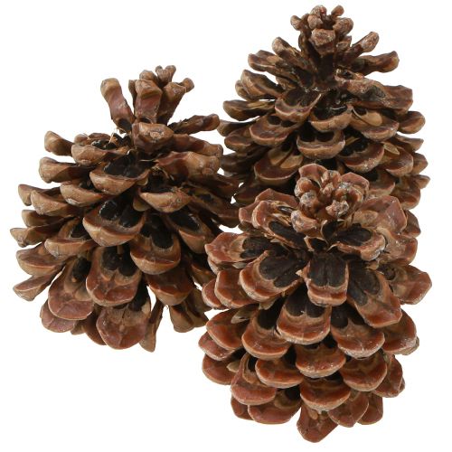tételeket Pinus Pinea Real Cones Nagy natúr fenyő H10-12cm 50 db