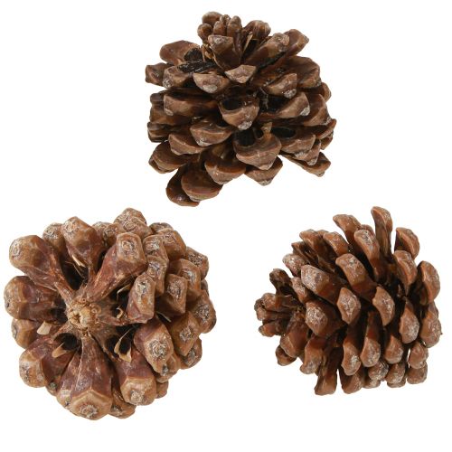 tételeket Pinus Pinea közepes méretű fenyőtobozok natúr 8-10cm 50 db