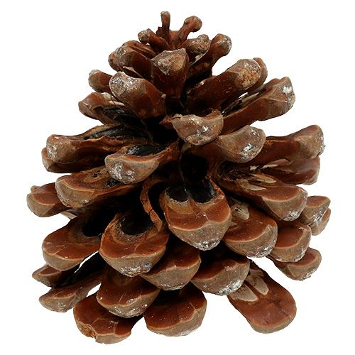 tételeket Pinus Pinea közepes 10/14cm natúr 50db