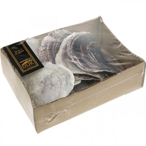 Floristik24 Capiz kagylók, természetes kagylóhéjak, természetes tárgyak gyöngy színű, lila 4-16 cm 430 g