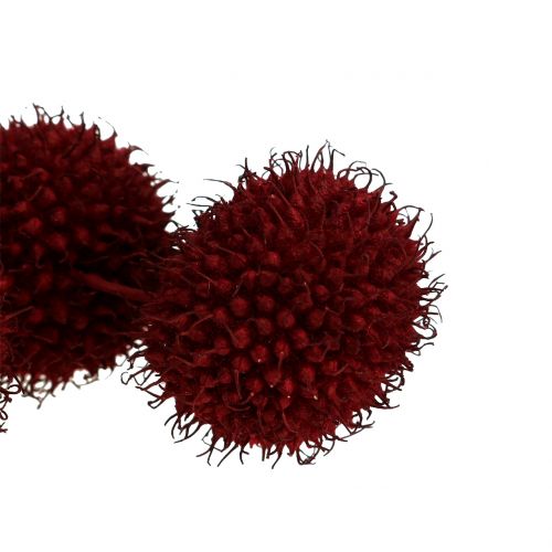 Floristik24 Sötétvörös szárított platán gyümölcsök 250g