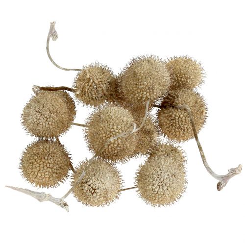 Floristik24 Repülőgyümölcs fehérre mosva 250g