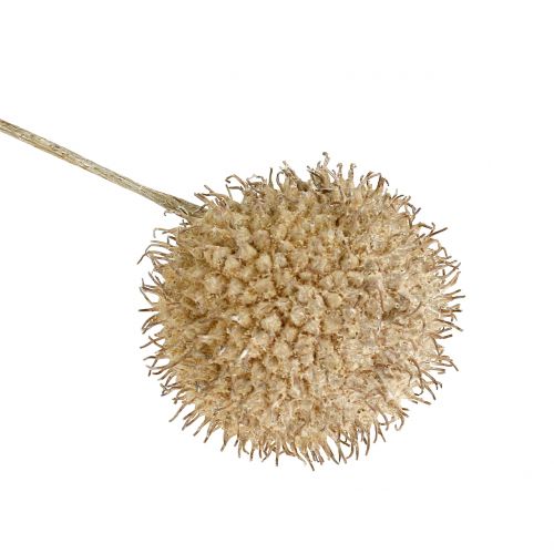 Floristik24 Repülőgyümölcs fehérre mosva 250g