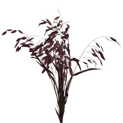 Floristik24 Laposfülű száraz fű Chasmantium lila 70cm 10 db