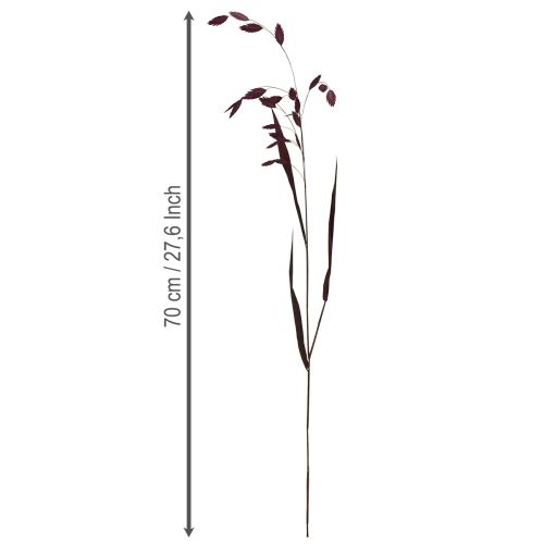 Laposfülű száraz fű Chasmantium lila 70cm 10 db | Floristik24.hu