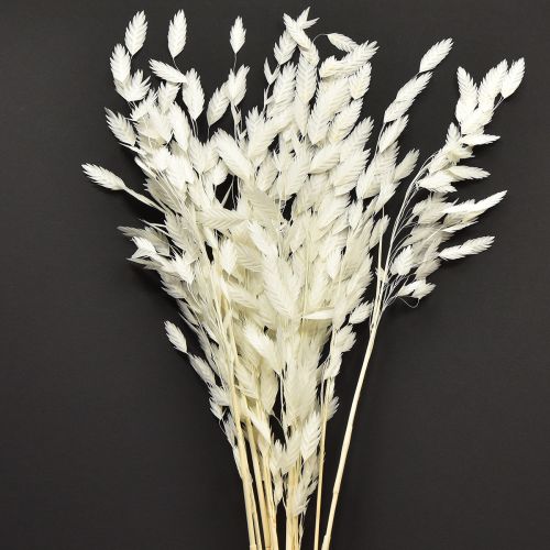 Floristik24 Laposfülű száraz fű Chasmantium White 70cm 10 db