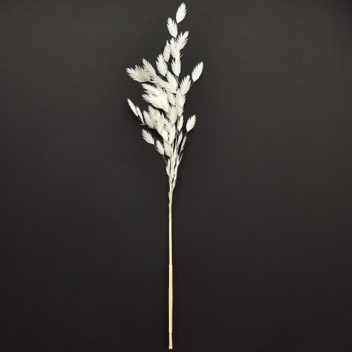 Laposfülű száraz fű Chasmantium White 70cm 10 db | Floristik24.hu
