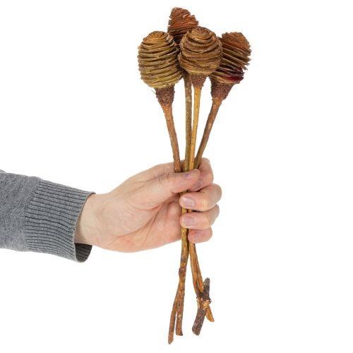tételeket Platyspermum krém 1-3, 50 fej