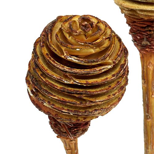 tételeket Platyspermum Cream 1-3, 50 fej