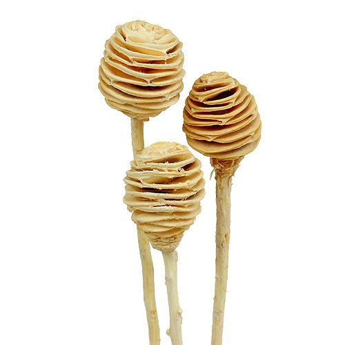 tételeket Platyspermum fehérített 25 db