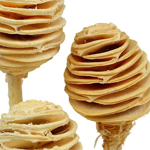 tételeket Platyspermum fehérített 25 db