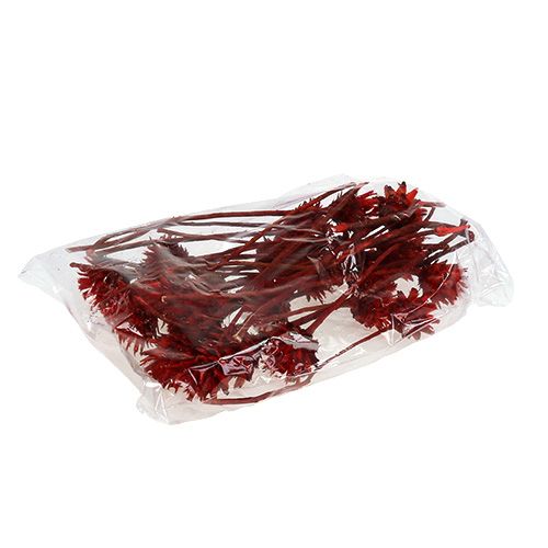 Floristik24 Plumosum 1 Piros 25 db