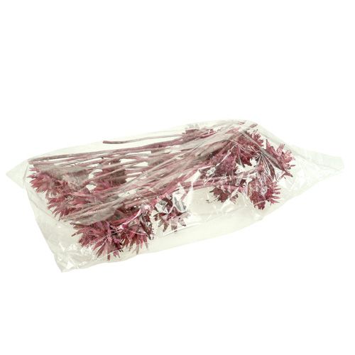 Floristik24 Leucospermum 1 szeder fagyos 25 db